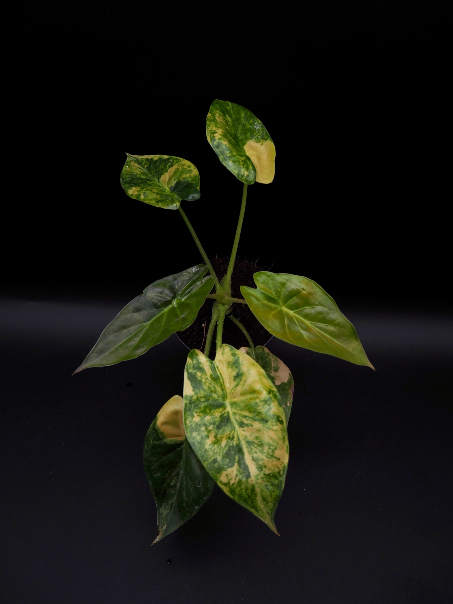 Alocasia Wentii Sunset Aurea