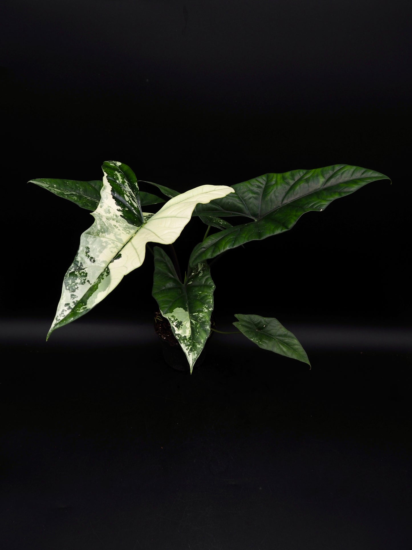 Alocasia Simpo Albo