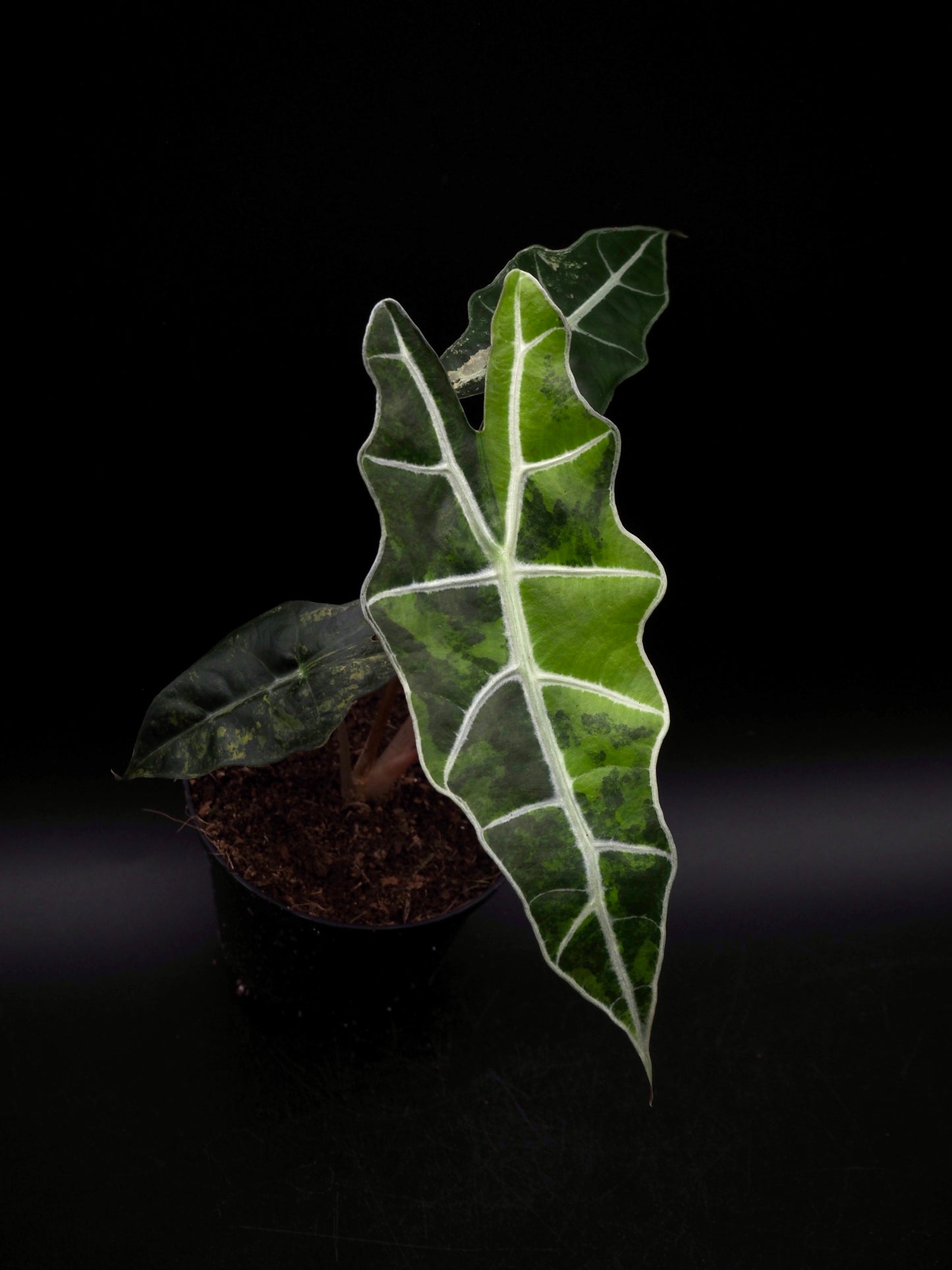 Alocasia Sanderian Taureau Aurea