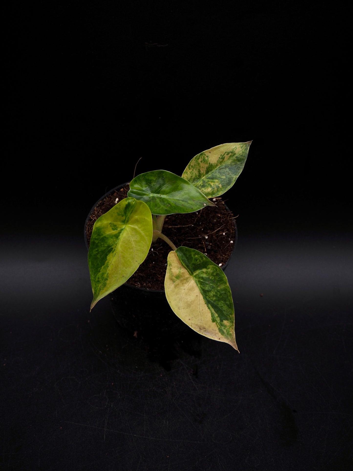 Alocasia Wentii Sunset Aurea