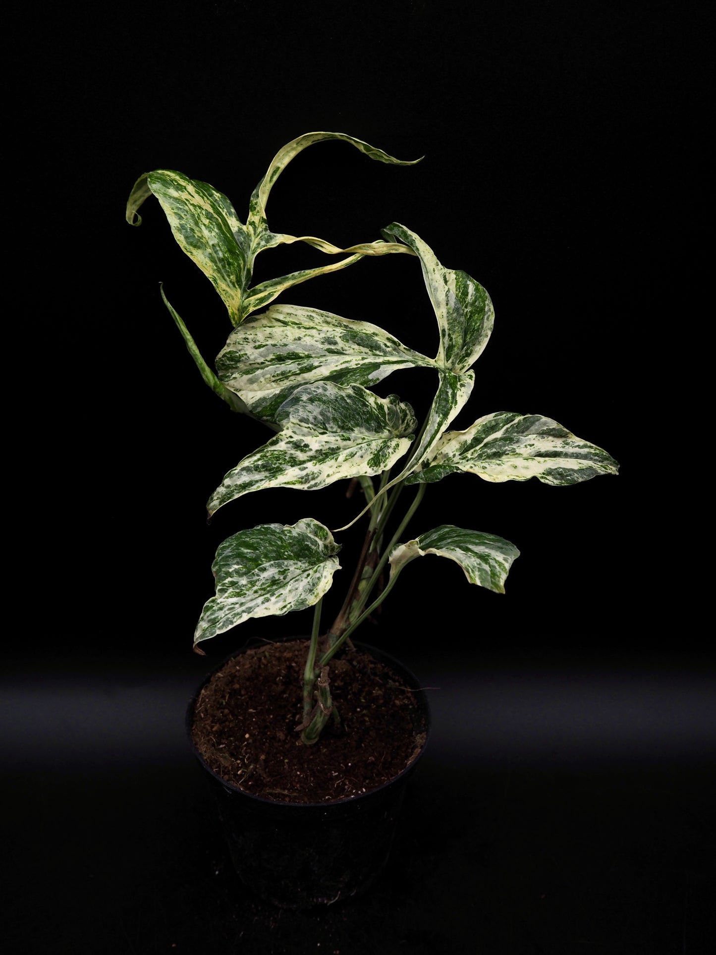 Amydrium Zippelianum Variegata