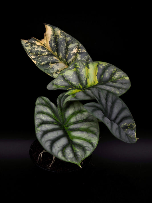 Alocasia Silver Dragon Aurea