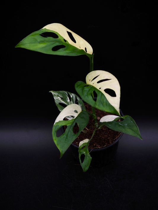 Monstera adansonii variegata