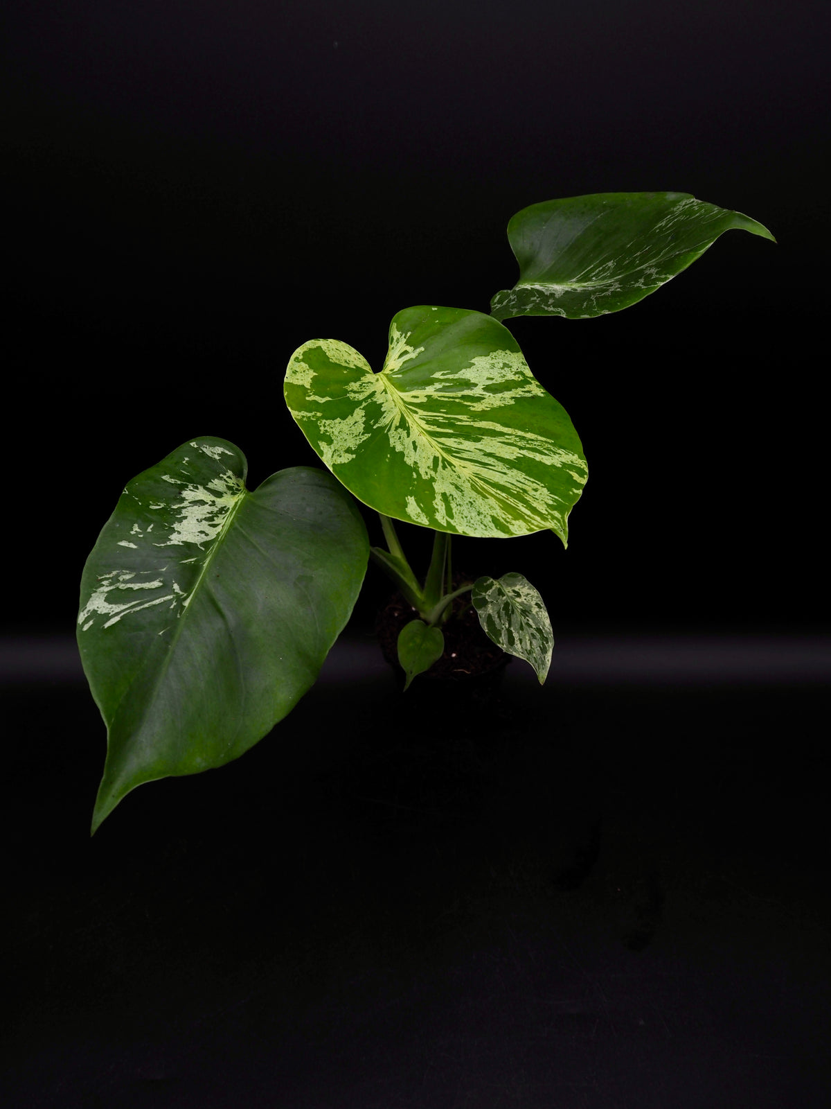 Monstera Bulbasaur