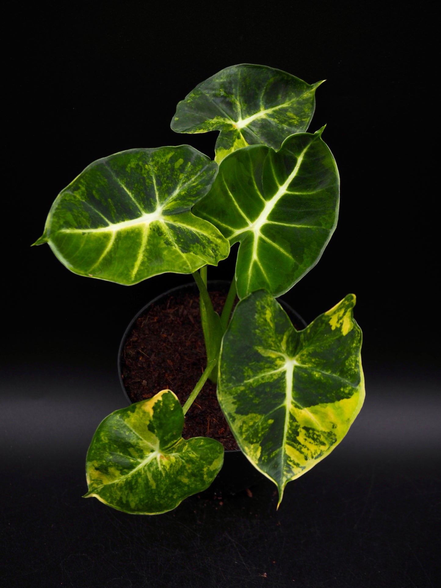 Alocasia Frydek Dorayaki