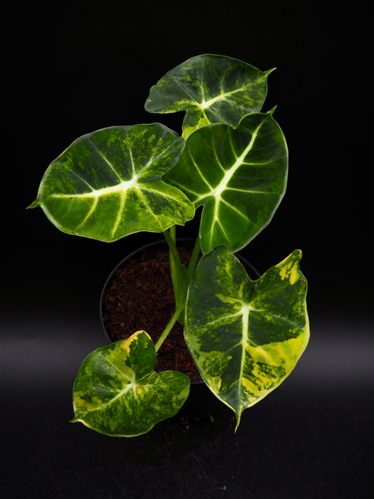 Alocasia Frydek Dorayaki