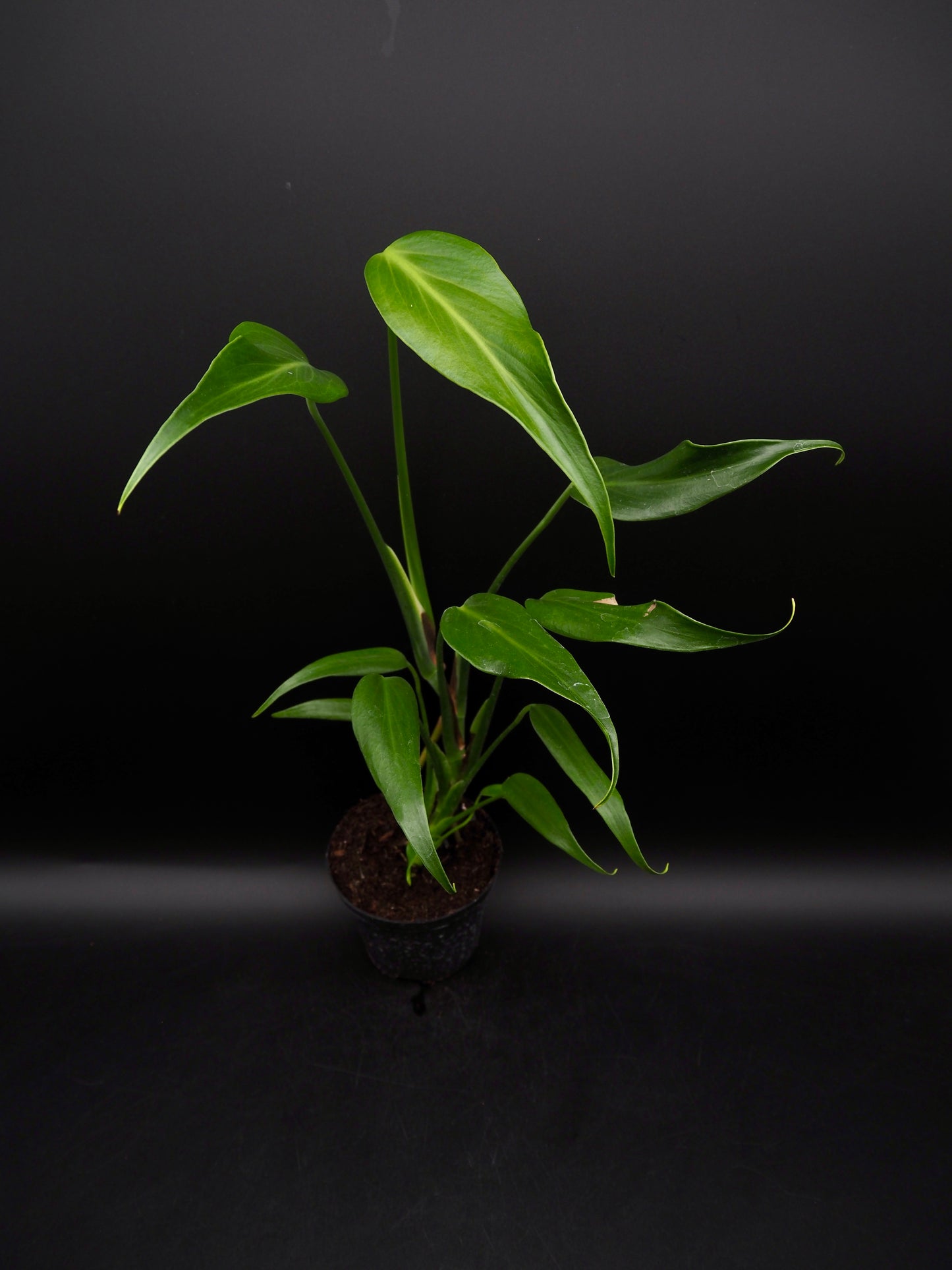 Monstera Burle Marx Flame