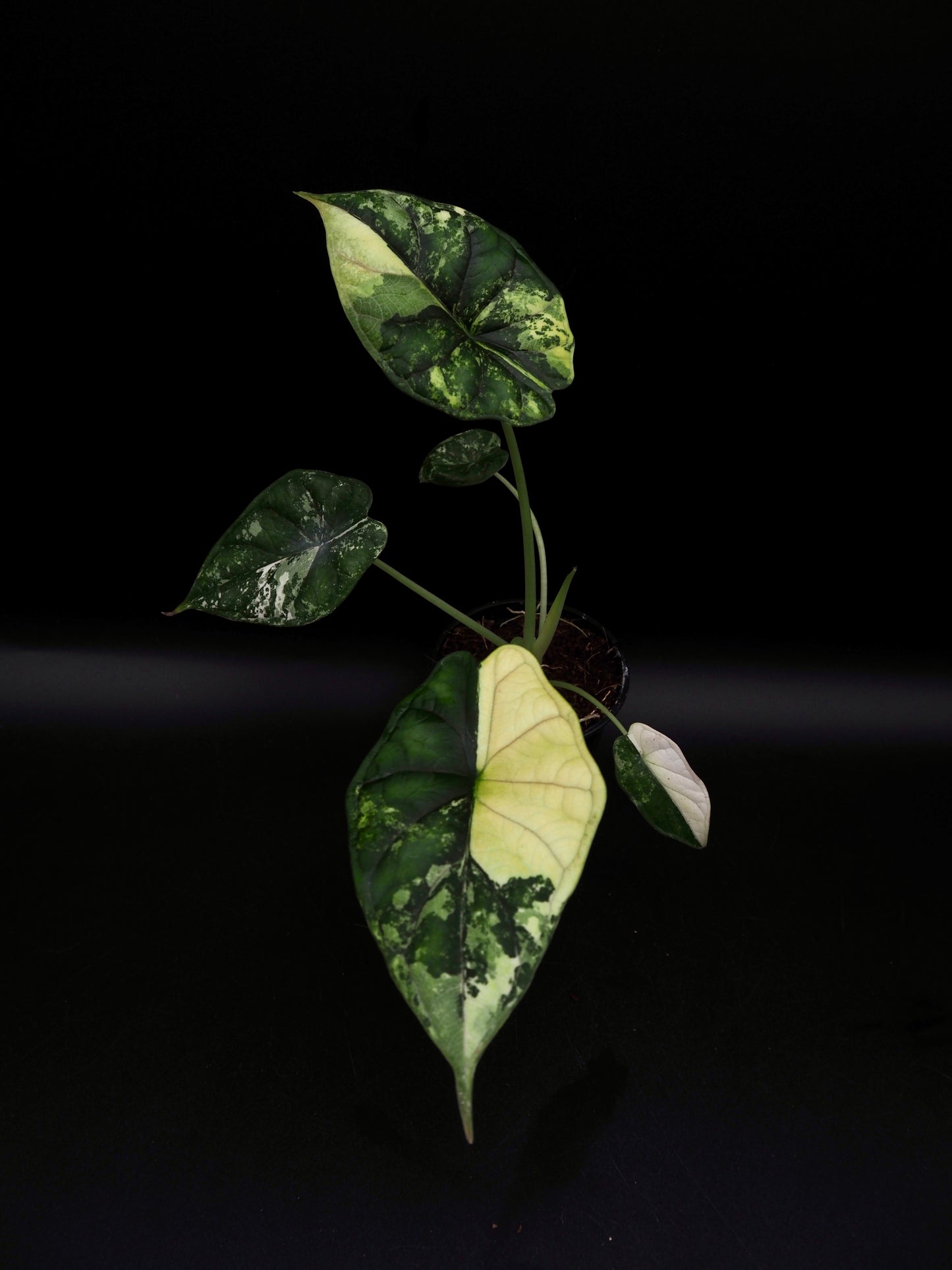 Écaille de dragon Alocasia Albo Variegata