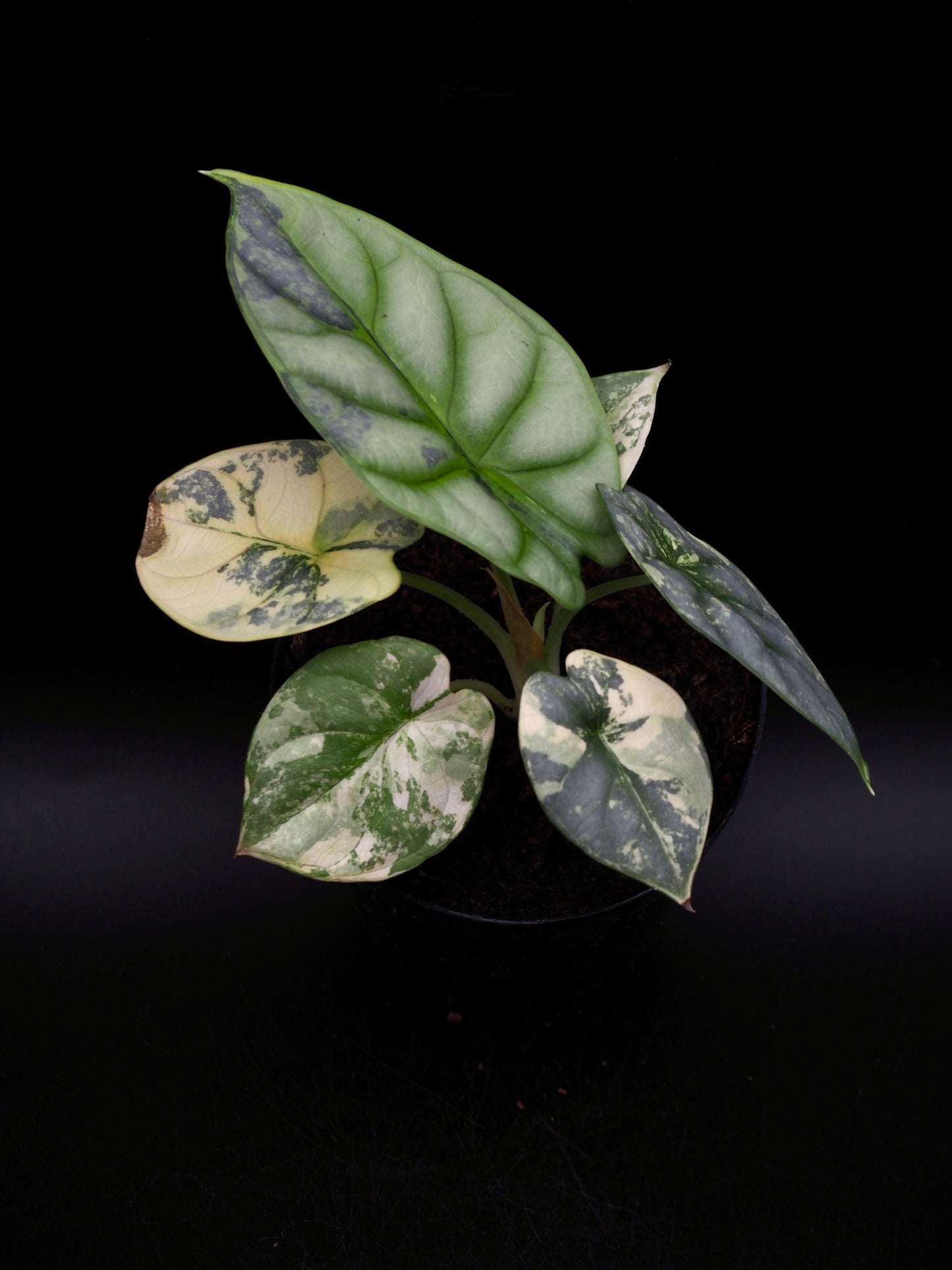 Alocasia Silver Dragon Aurea