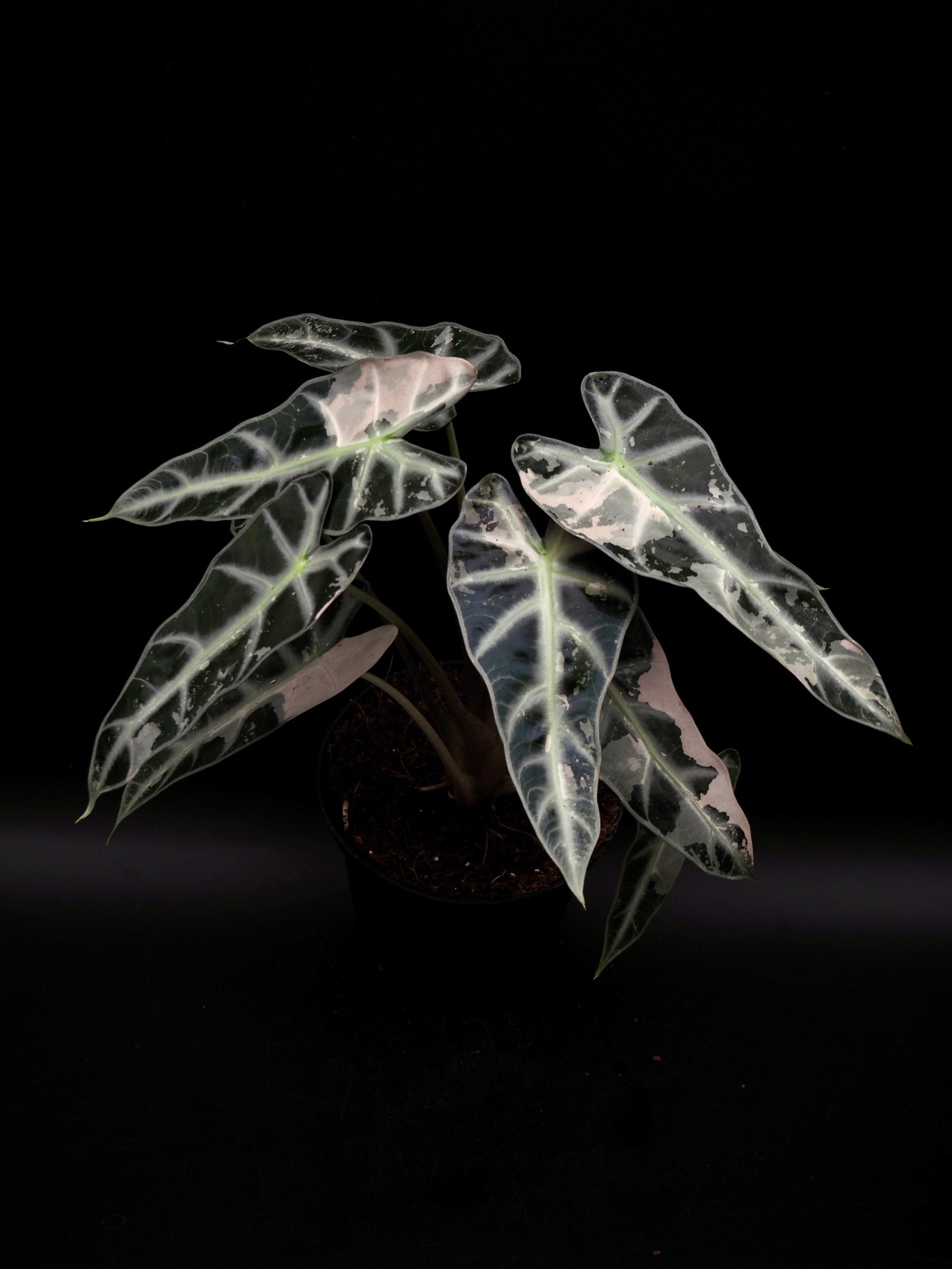 Alocasia Bambino Pink XXL