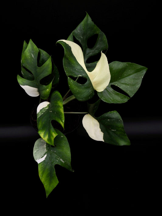Rhaphidophora Tetrasperma Thai Constellation Variegata