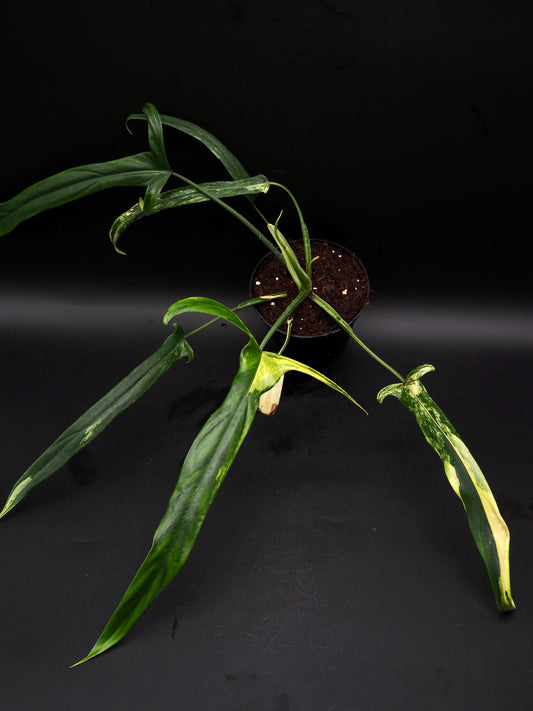 Philodendron Holtonianum Aurea