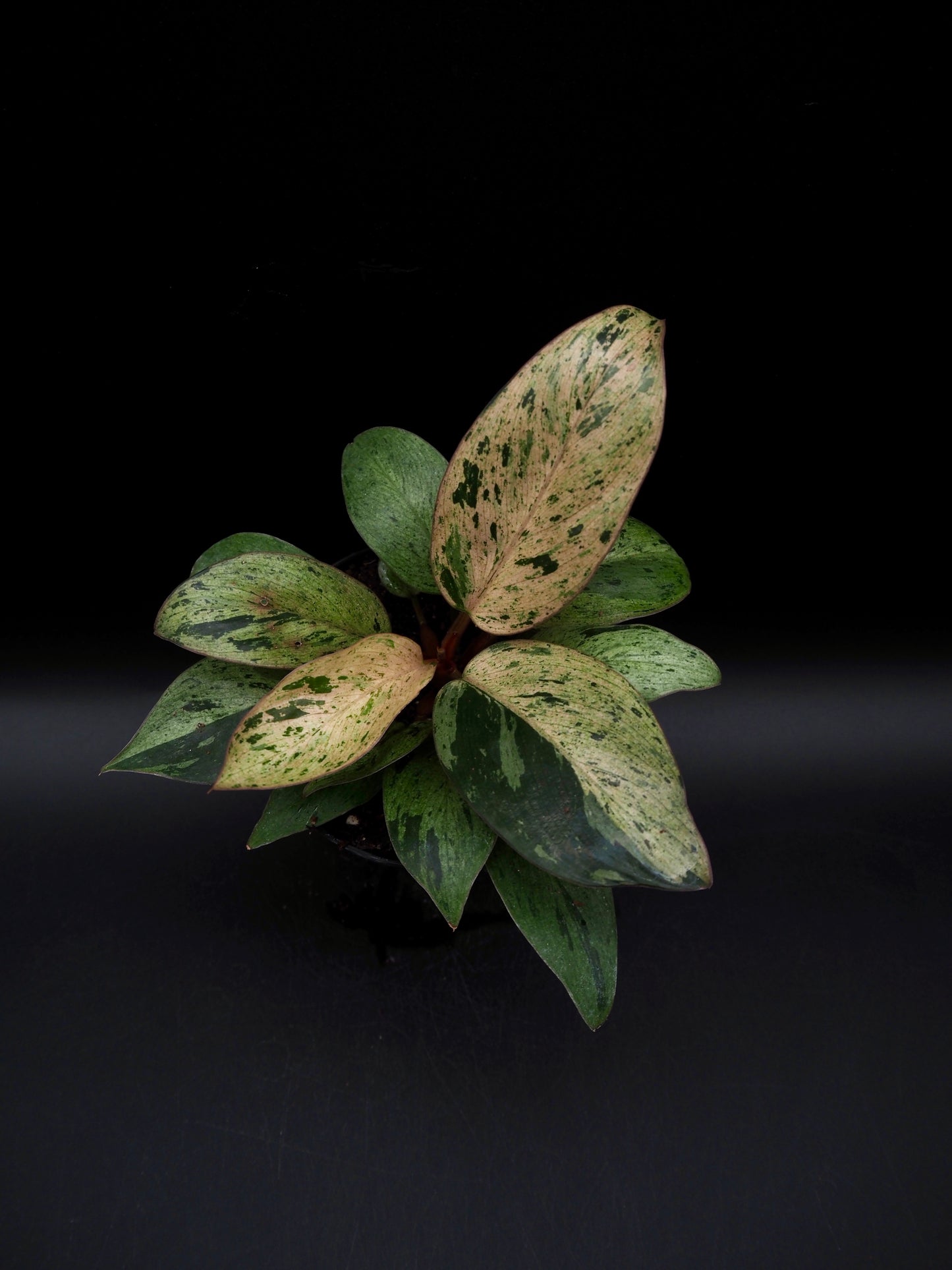 Philodendron Red Congo Dwarf Marble
