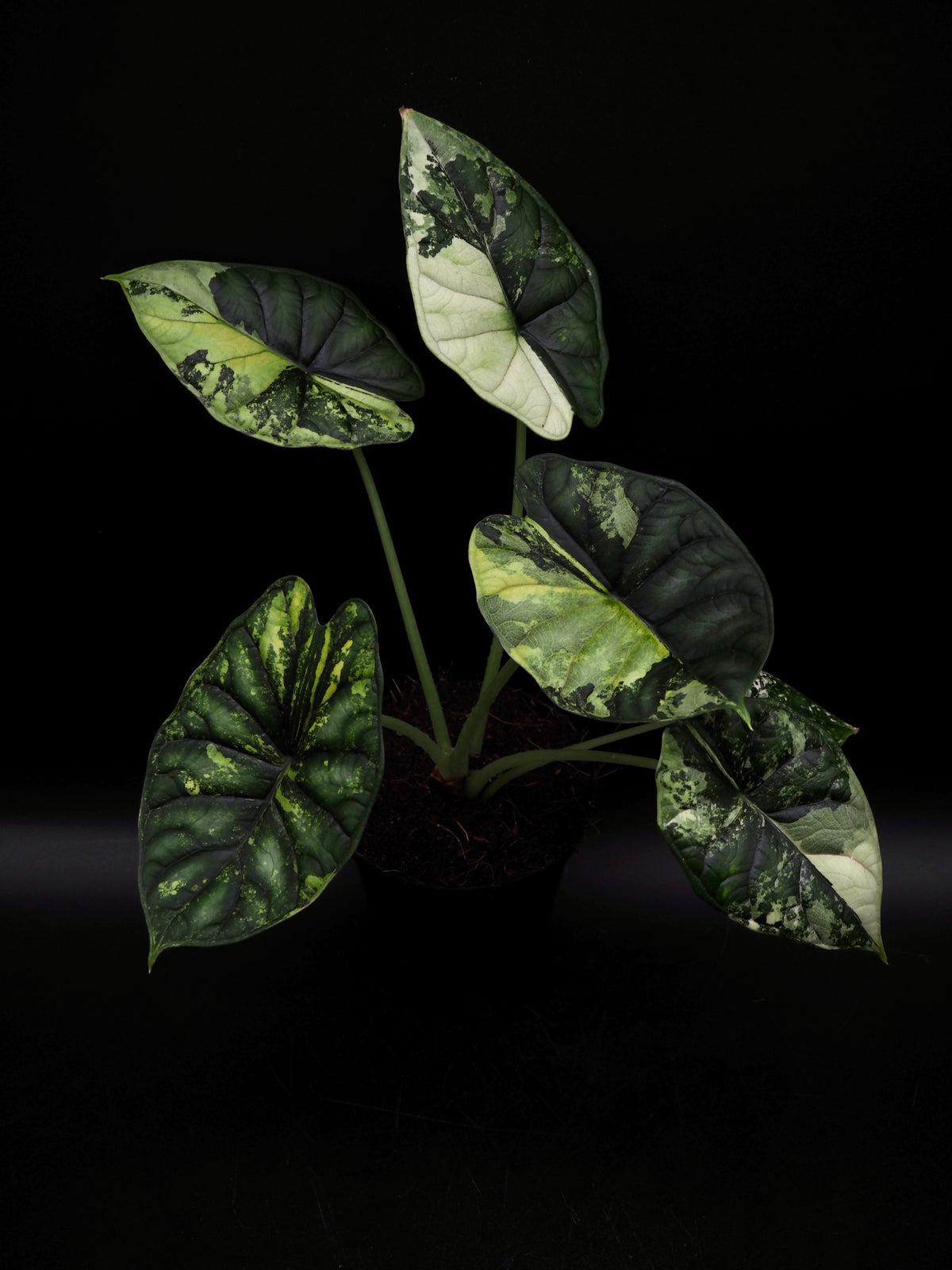 Alocasia Dragon Scale Albo Variegata