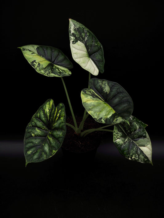 Écaille de dragon Alocasia Albo Variegata