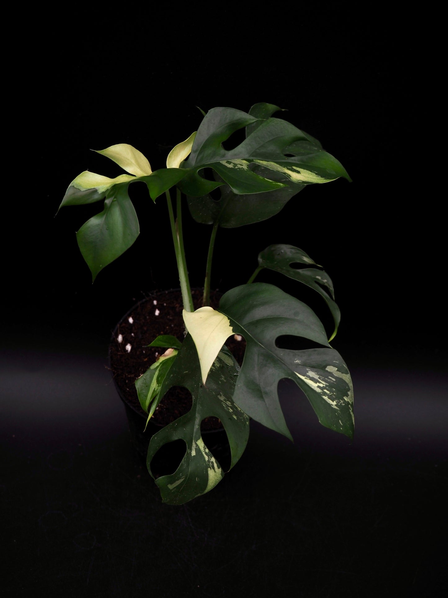 Rhaphidophora Tetrasperma Variegata