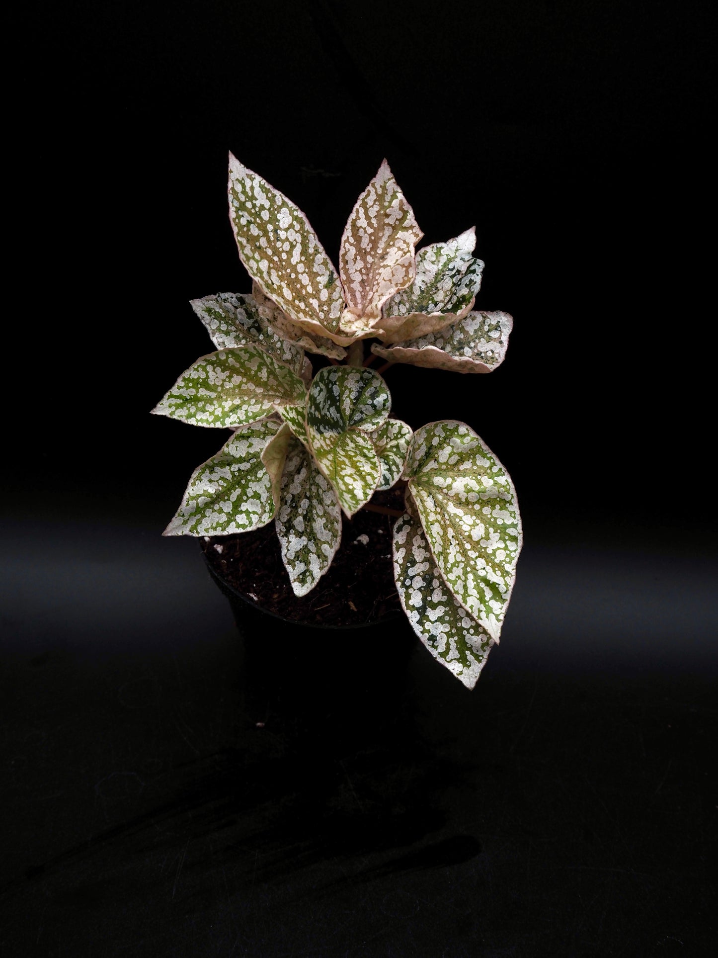 Begonia Snow capped variegata