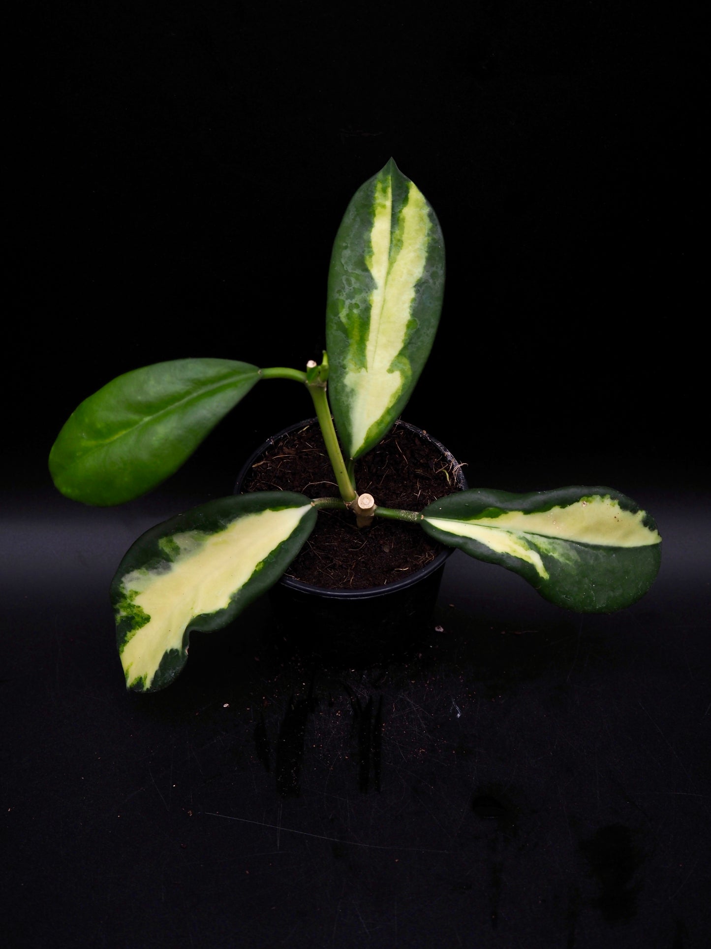Hoya Maharani Variegata