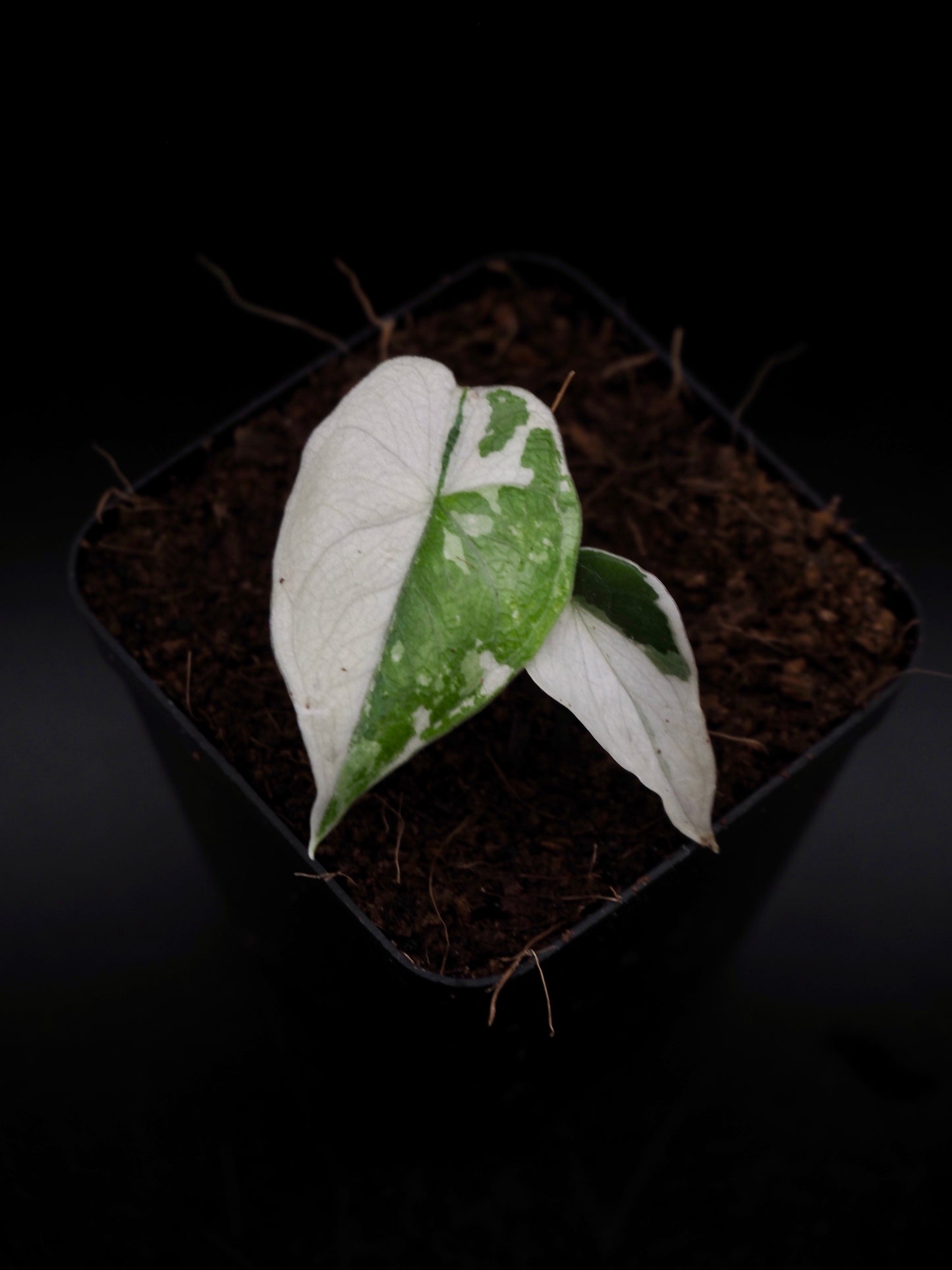Alocasia Melo Albo