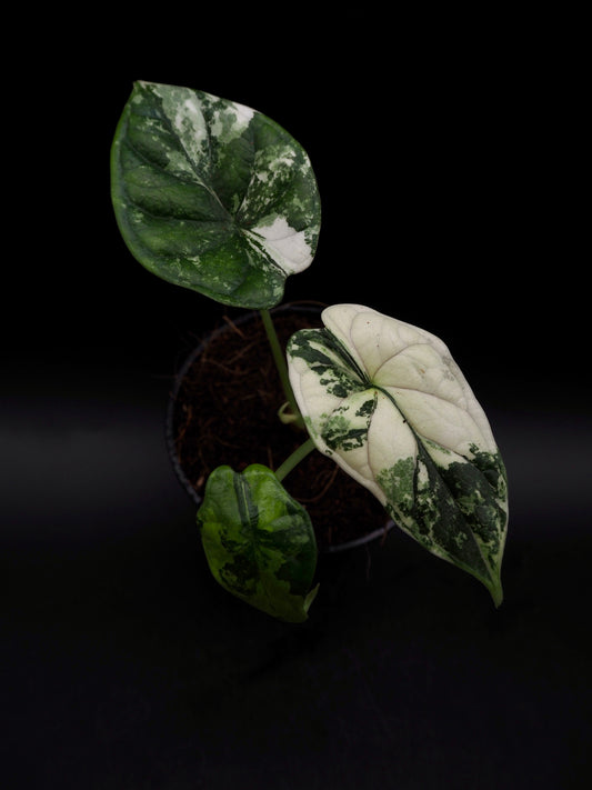 Alocasia Dragon Scale Albo Variegata
