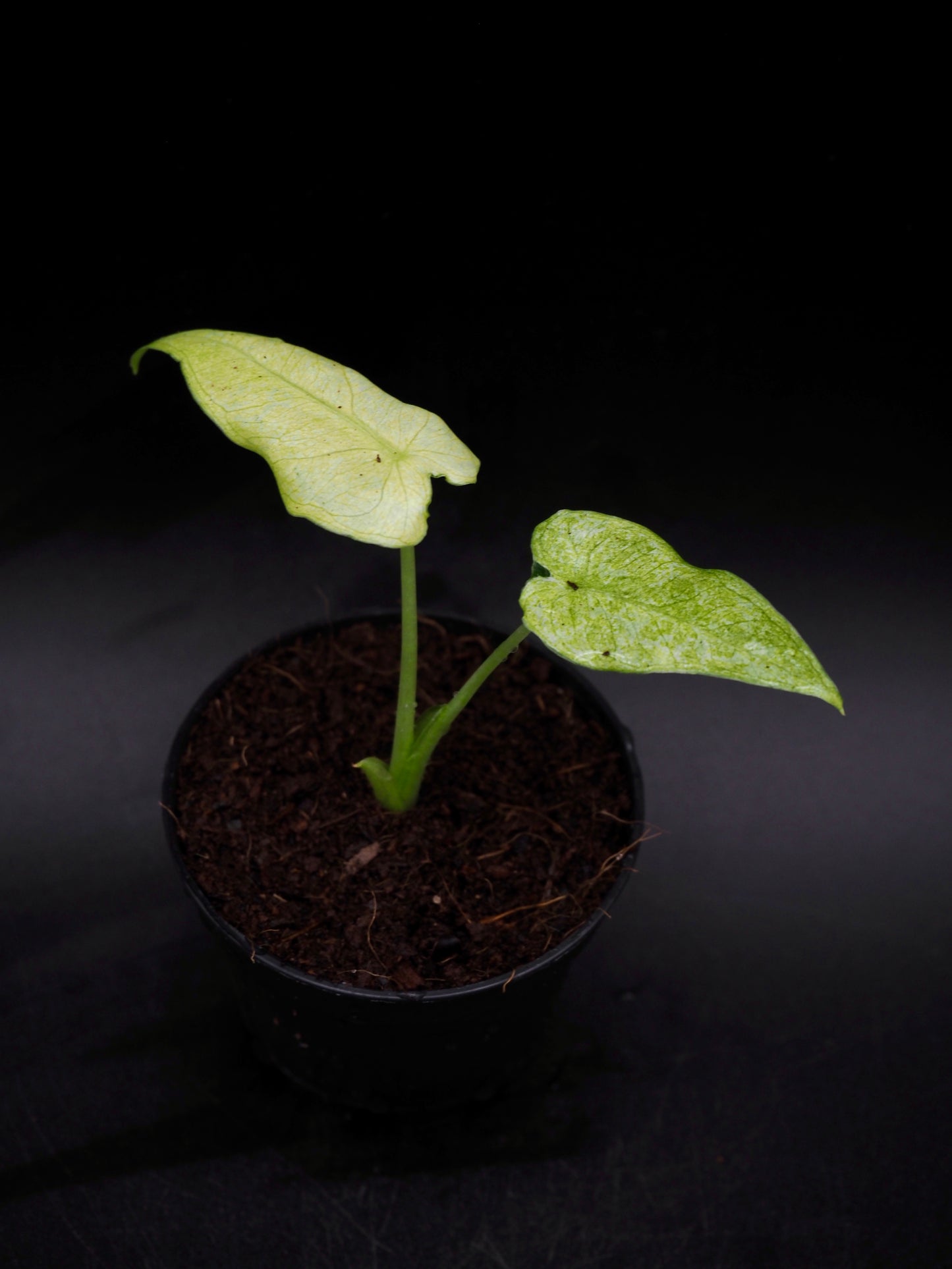 Alocasia Frydek Mint