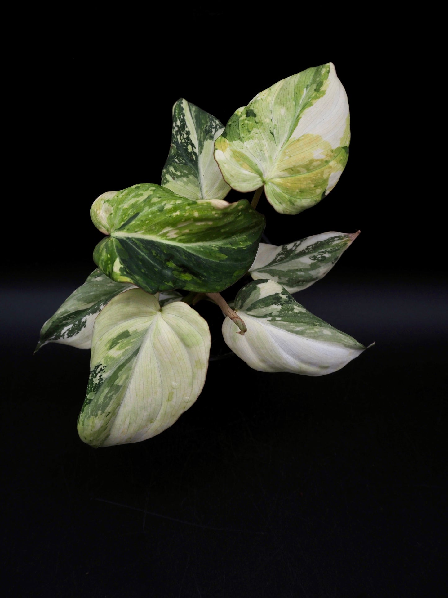 Philodendron Gloriosum Tricolor