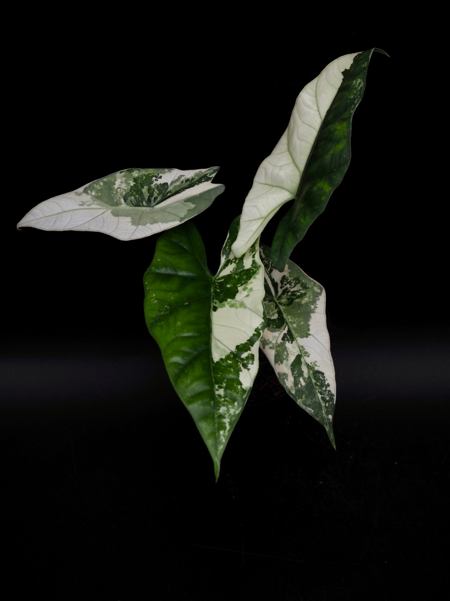 Alocasia Simpo Albo