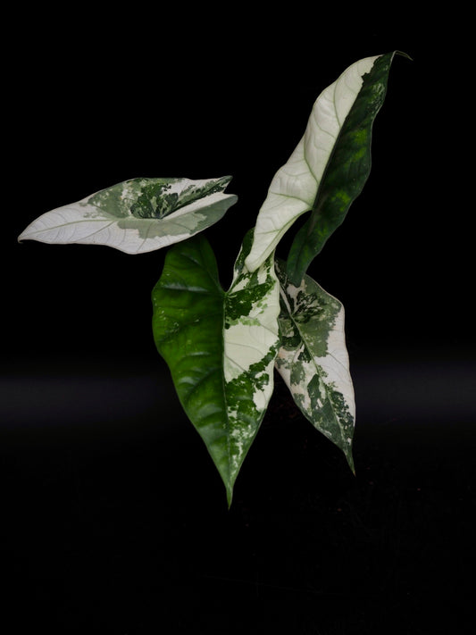 Alocasia Simpo Albo