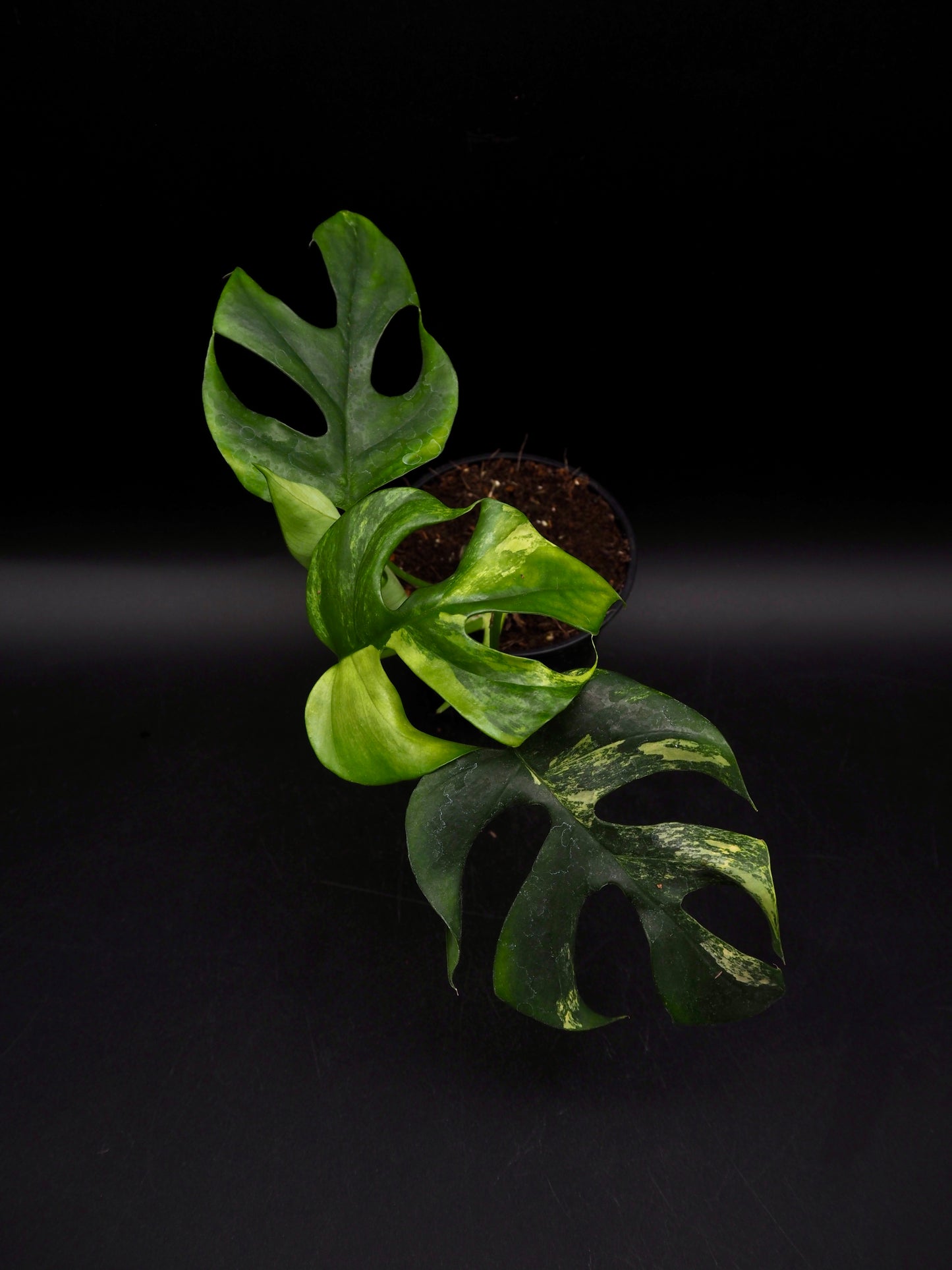 Rhaphidophora Tetrasperma Aurea Variegata
