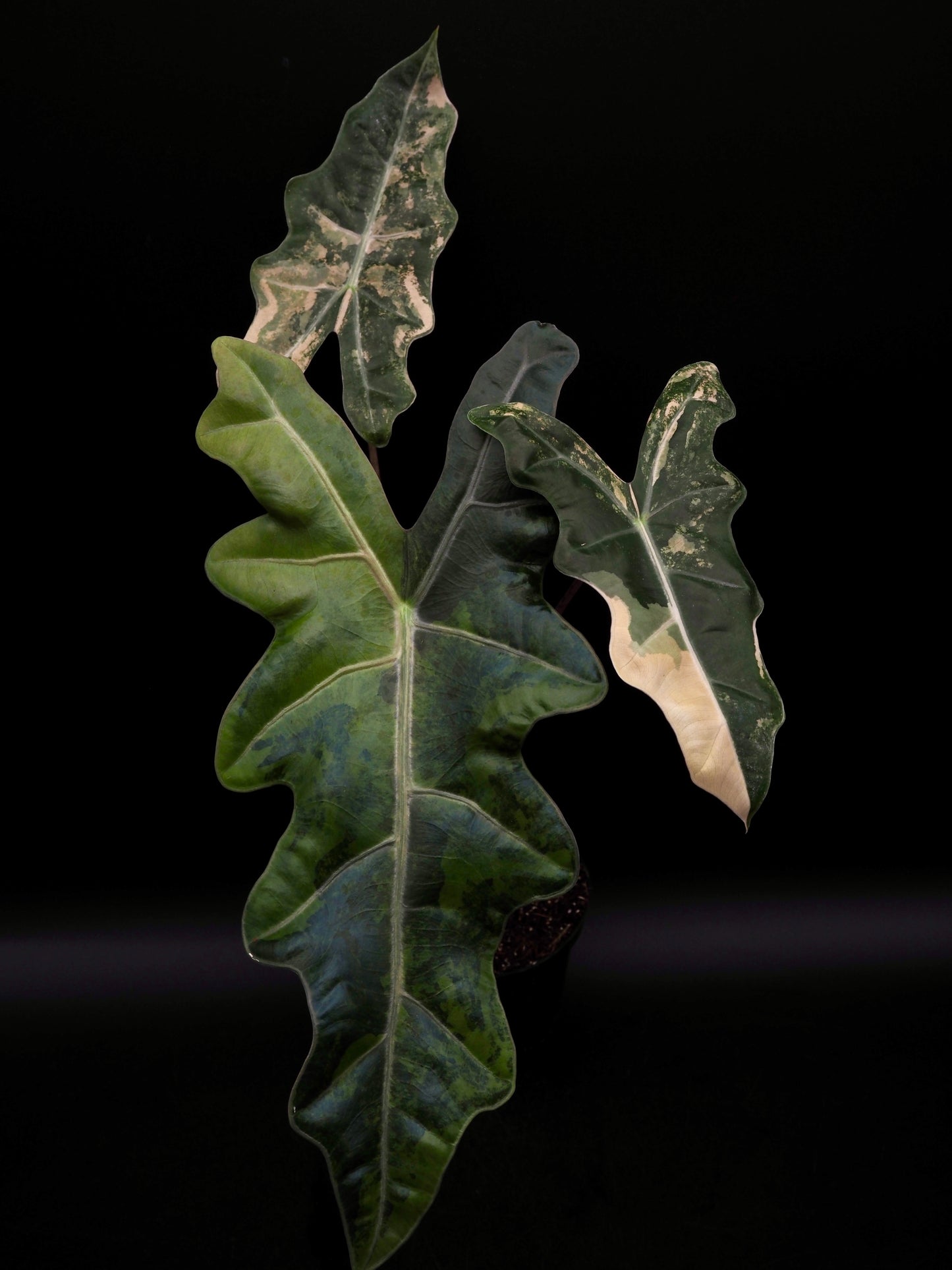Alocasia pseudo sanderienne Aurea Variegata