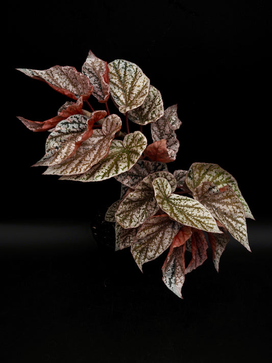 Begonia Snow capped variegata