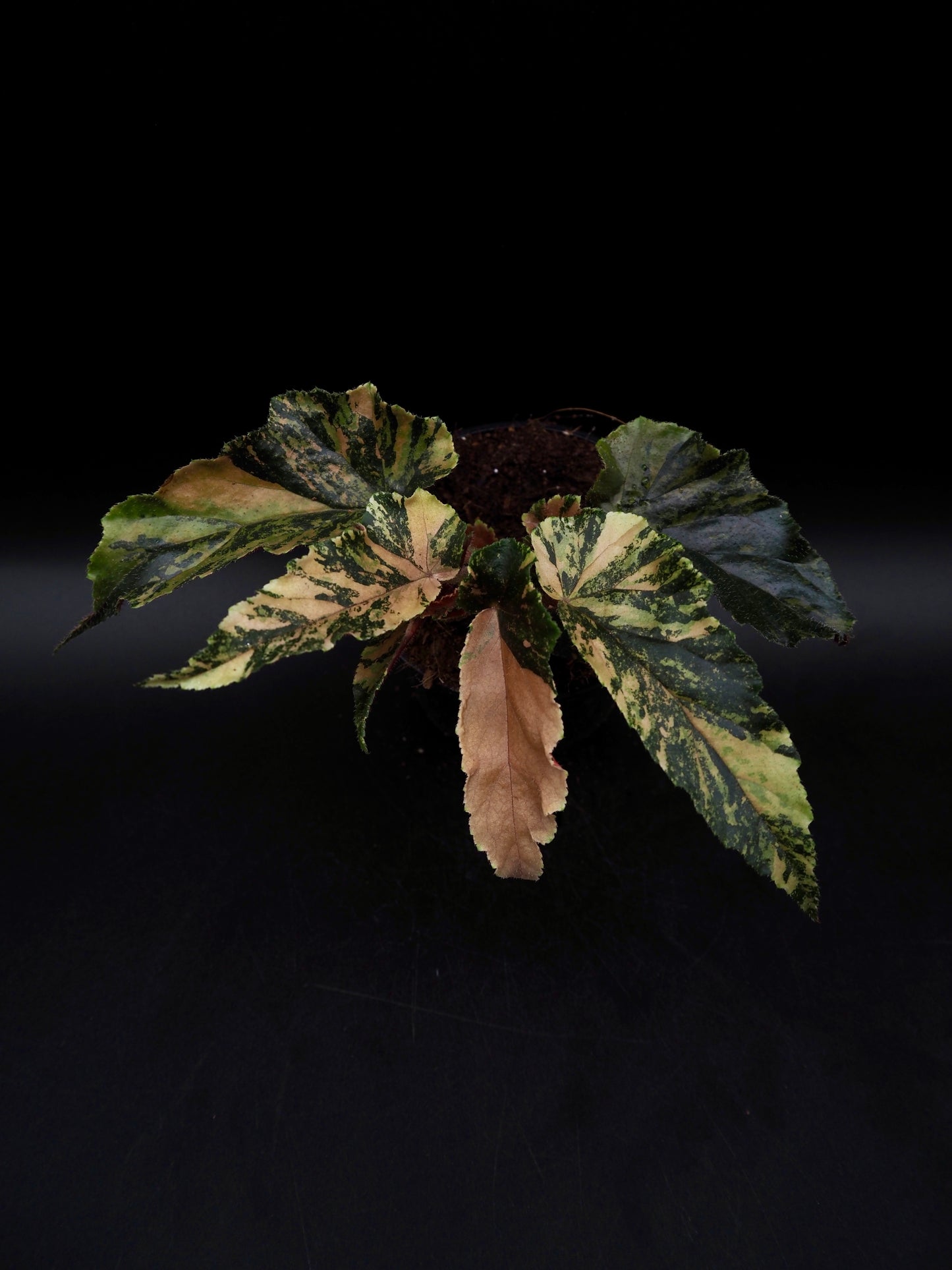 Begonia Ginny Galaxy