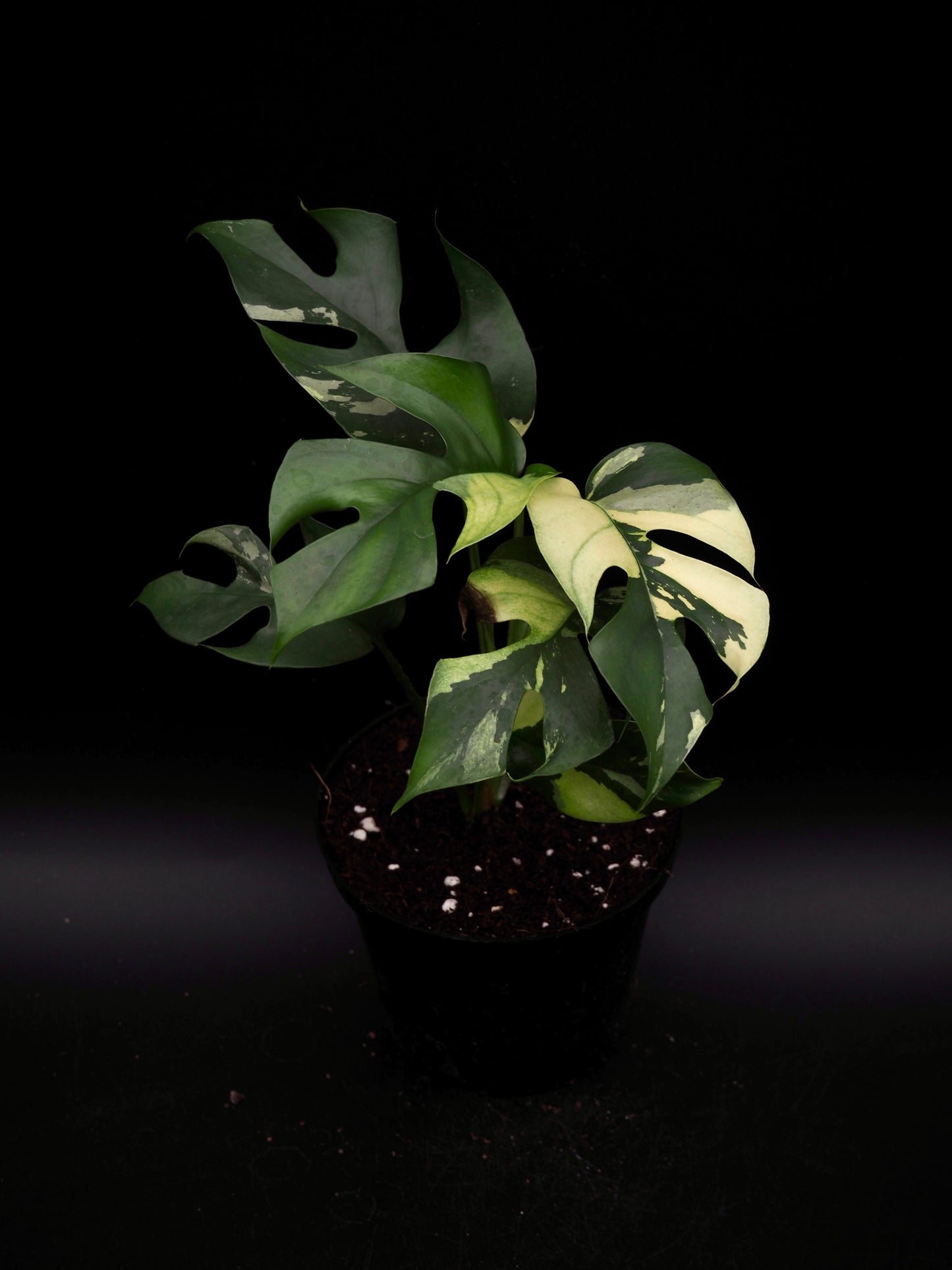 Rhaphidophora Tetrasperma Variegata