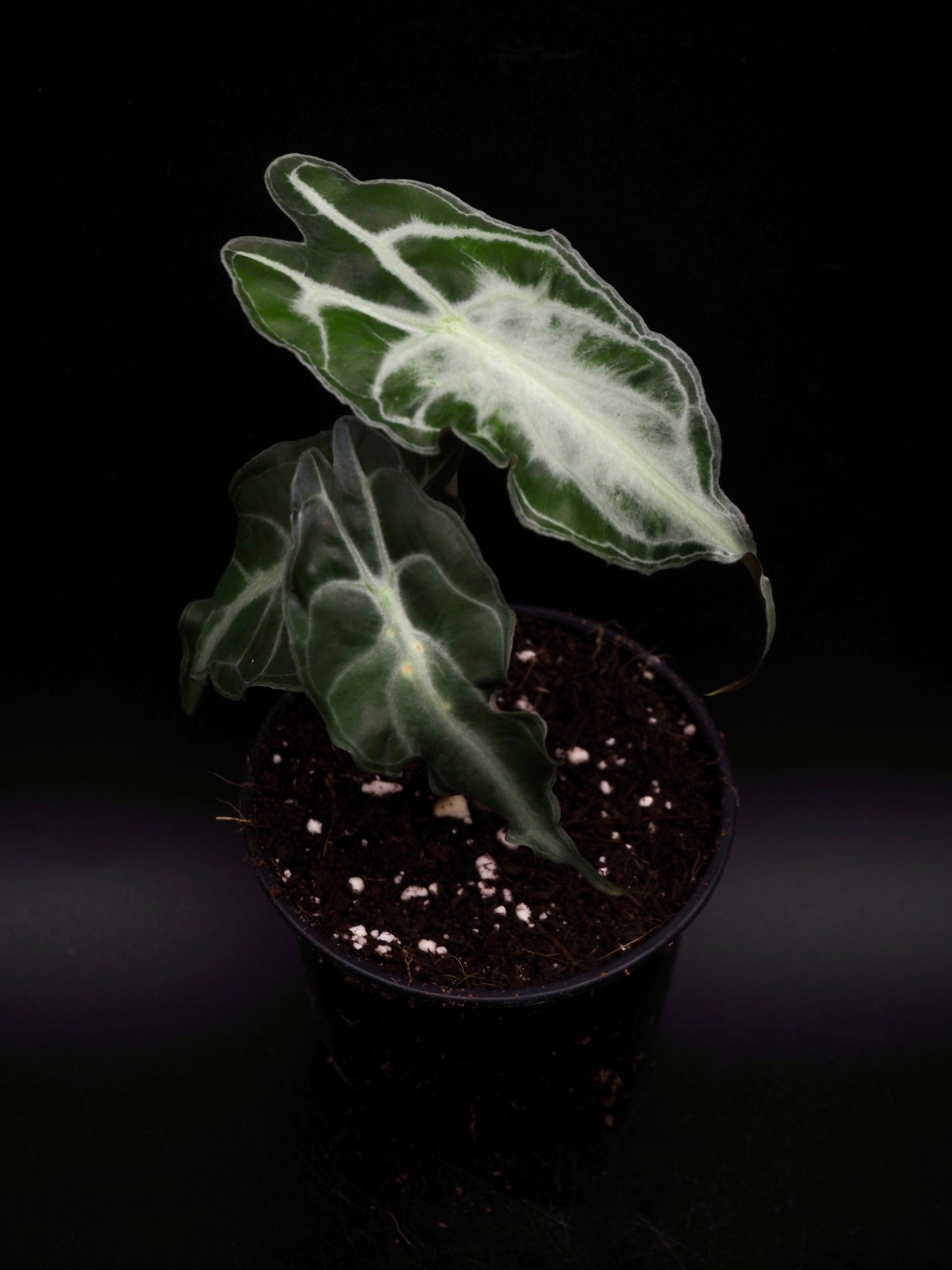 Alocasia Venom S