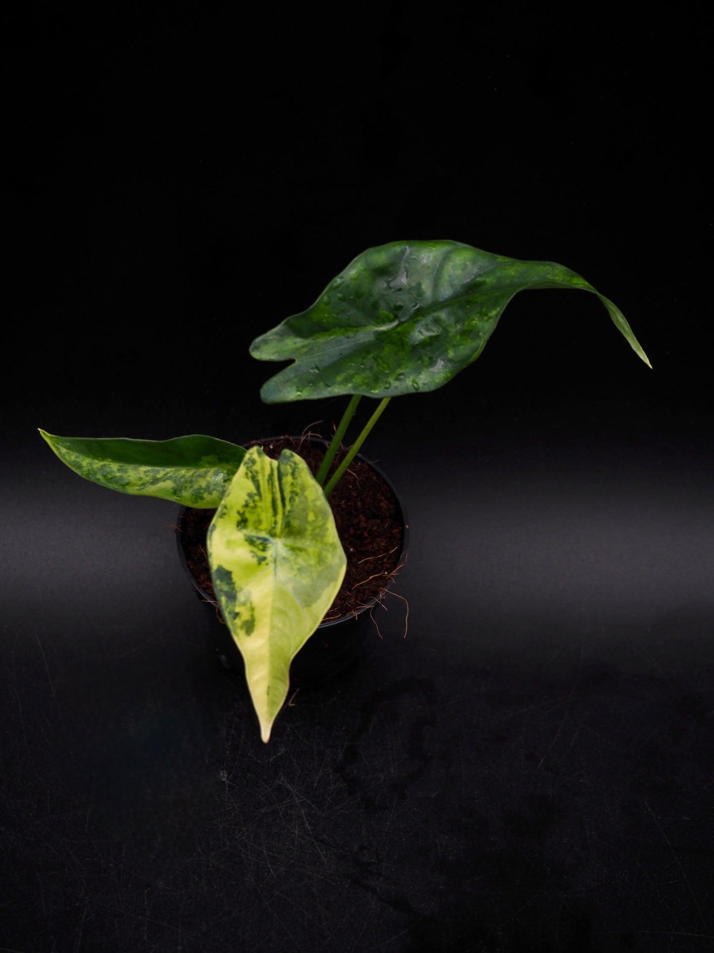 Alocasia Simpo Aurea