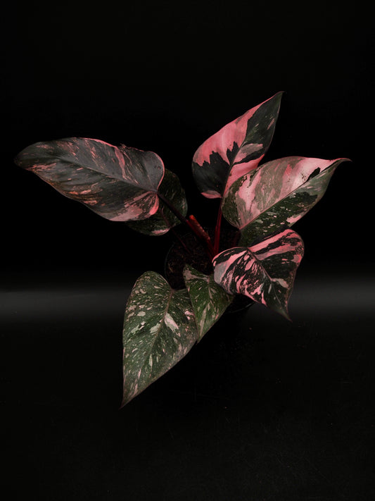 Philodendron Pink Princess Galaxy
