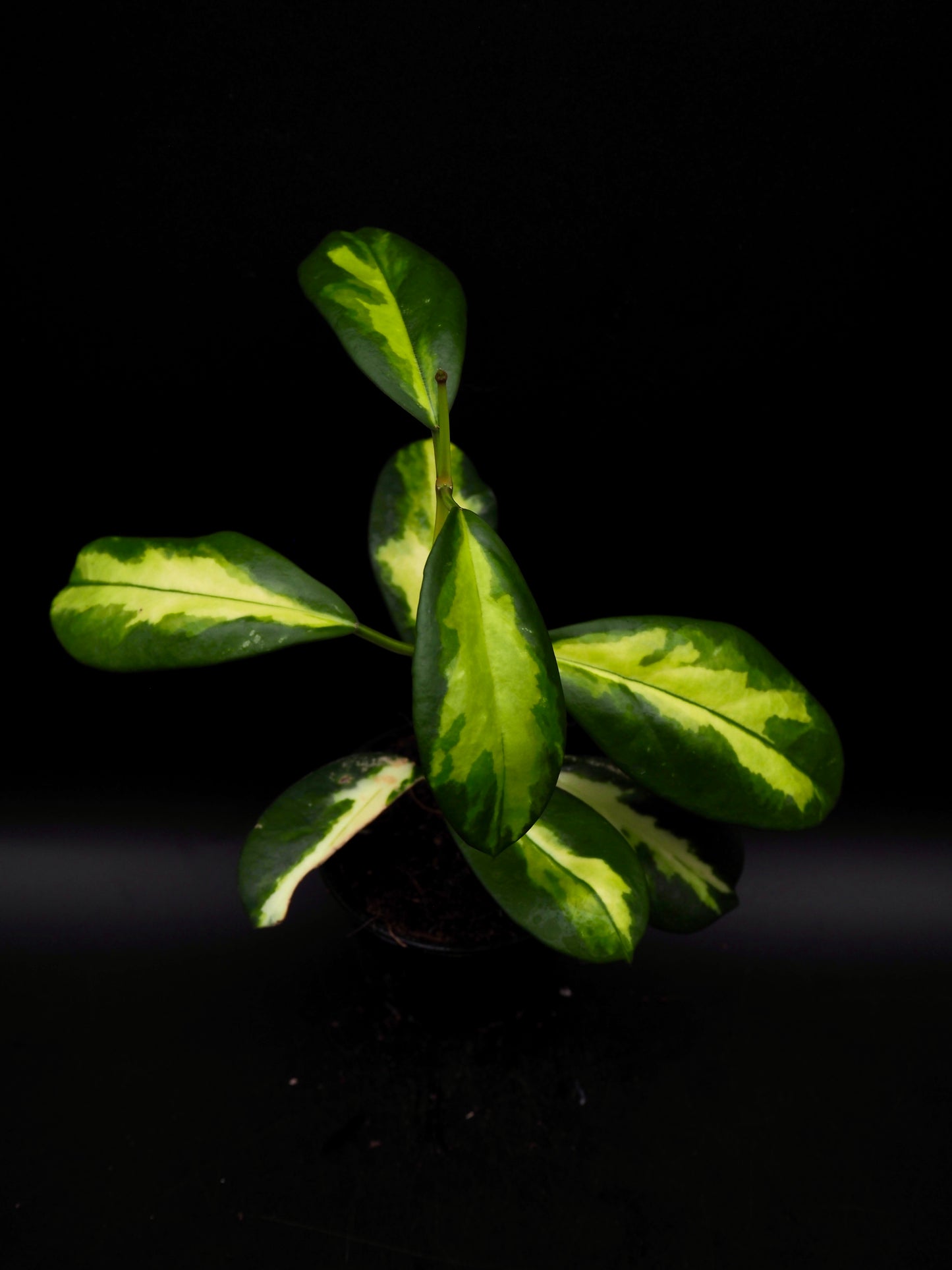 Hoya Maharani Variegata