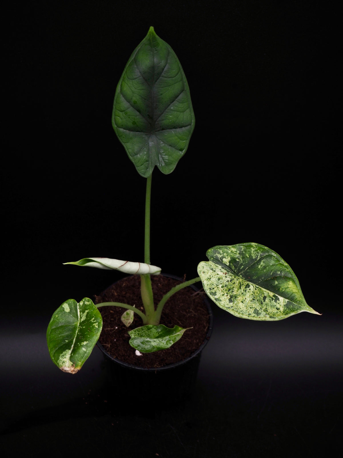 Alocasia Dragon Scale Mint Variegata