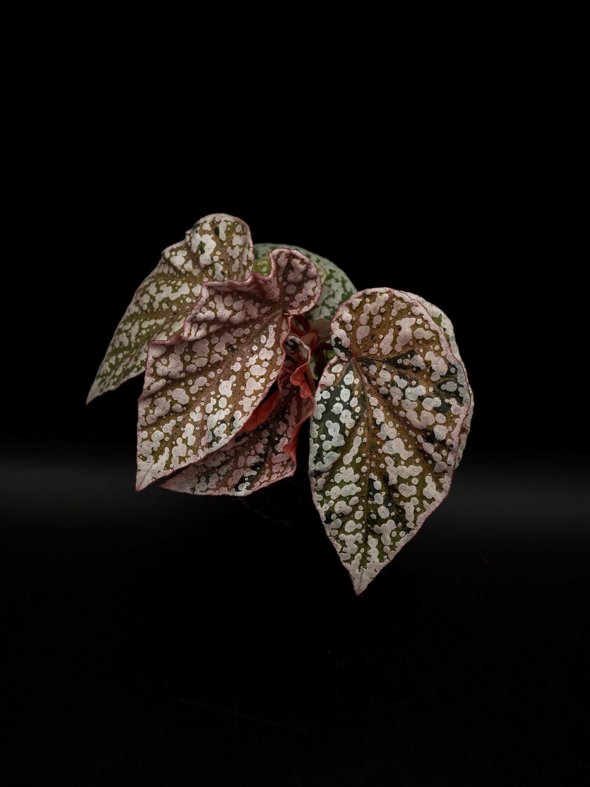 Begonia Snow capped variegata