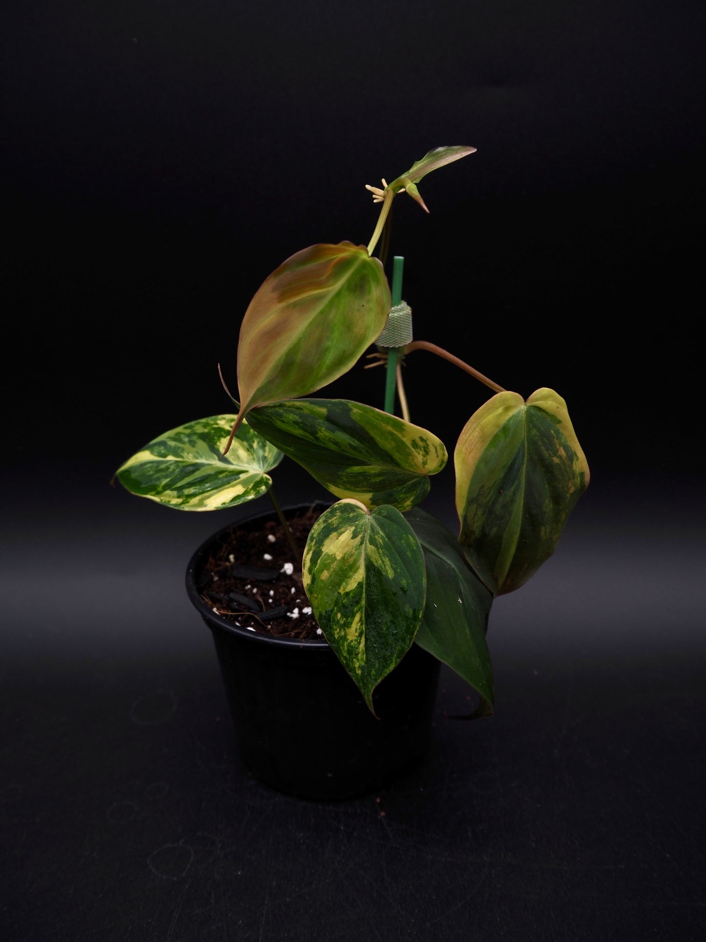 Philodendron Micans Variegata