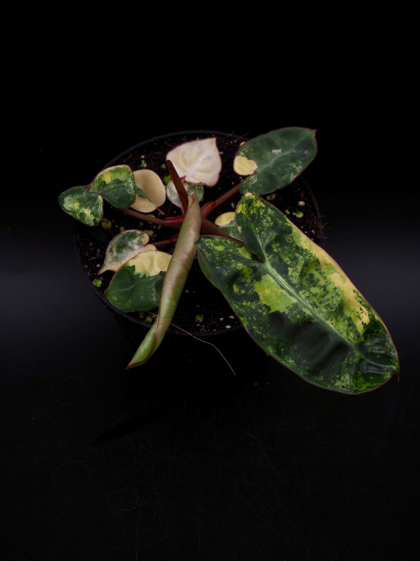 Philodendron Billietiae Variegata