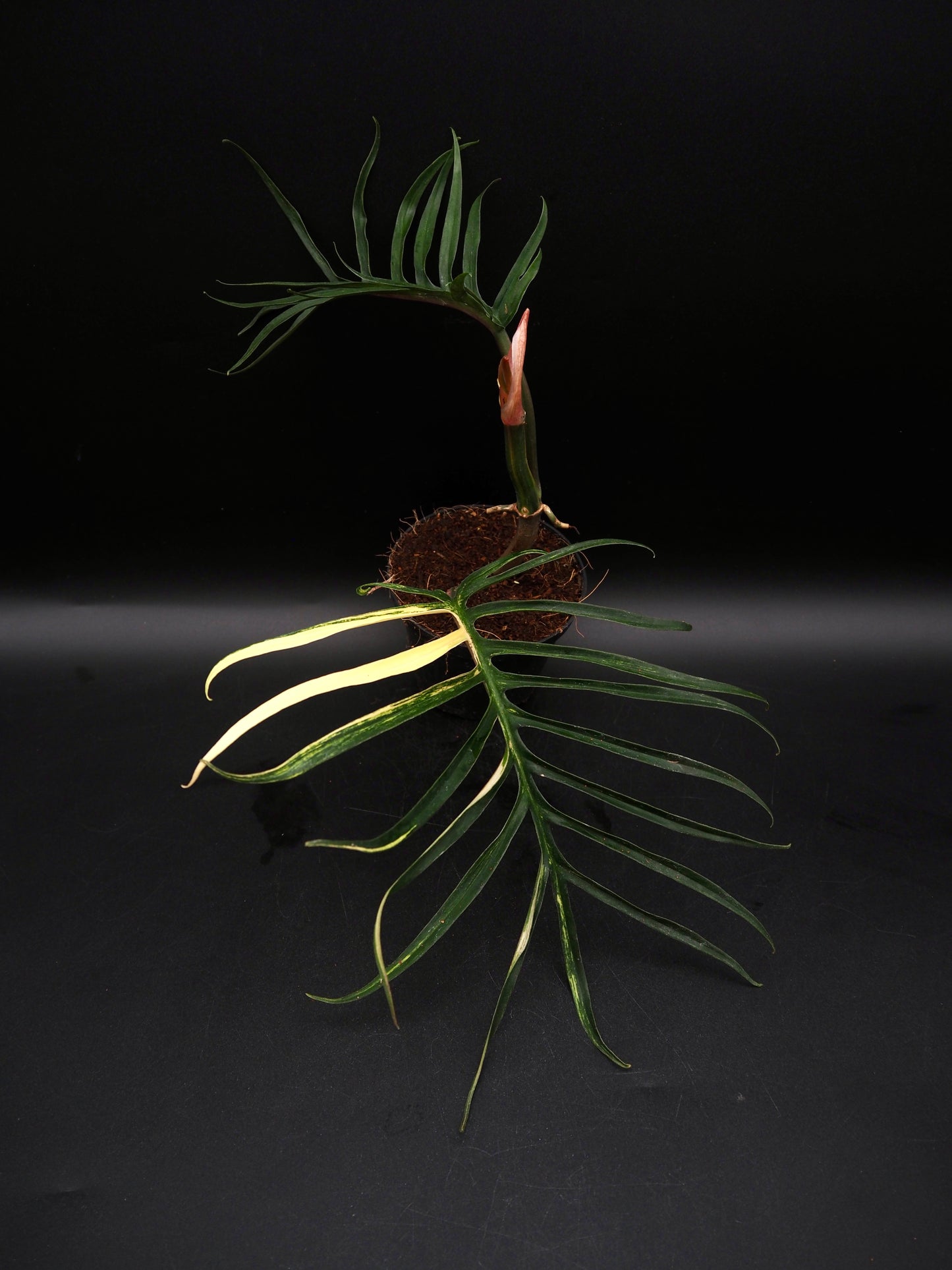 Philodendron Tortum Aurea