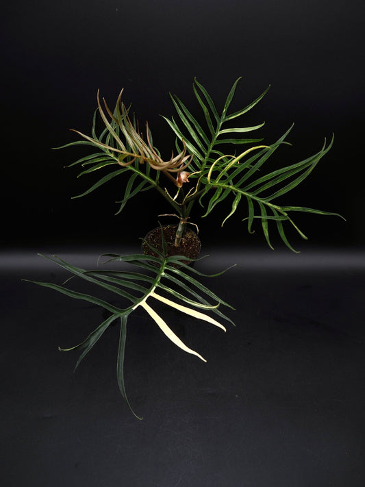 Philodendron Tortum Aurea