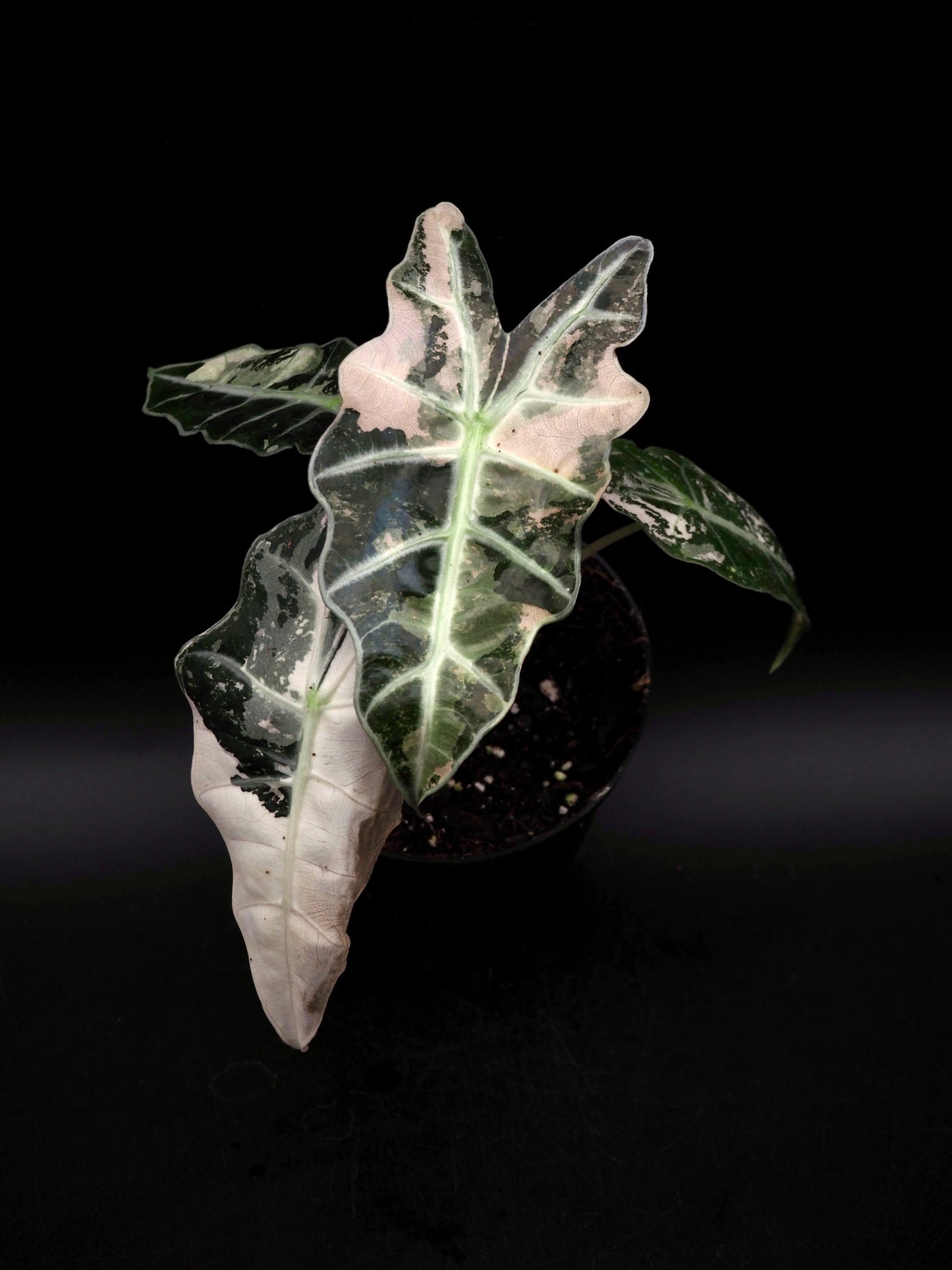 Alocasia Polly Pink Variegata