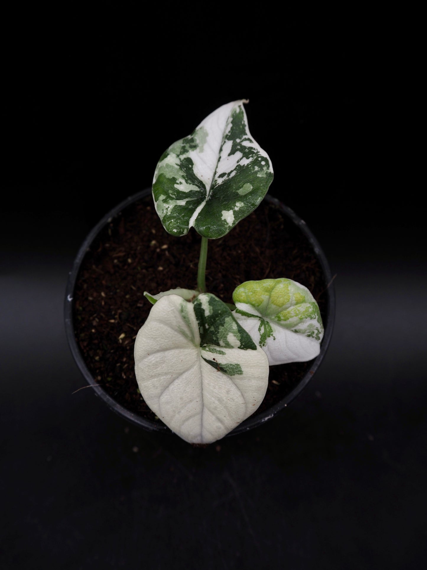 Alocasia Melo Albo