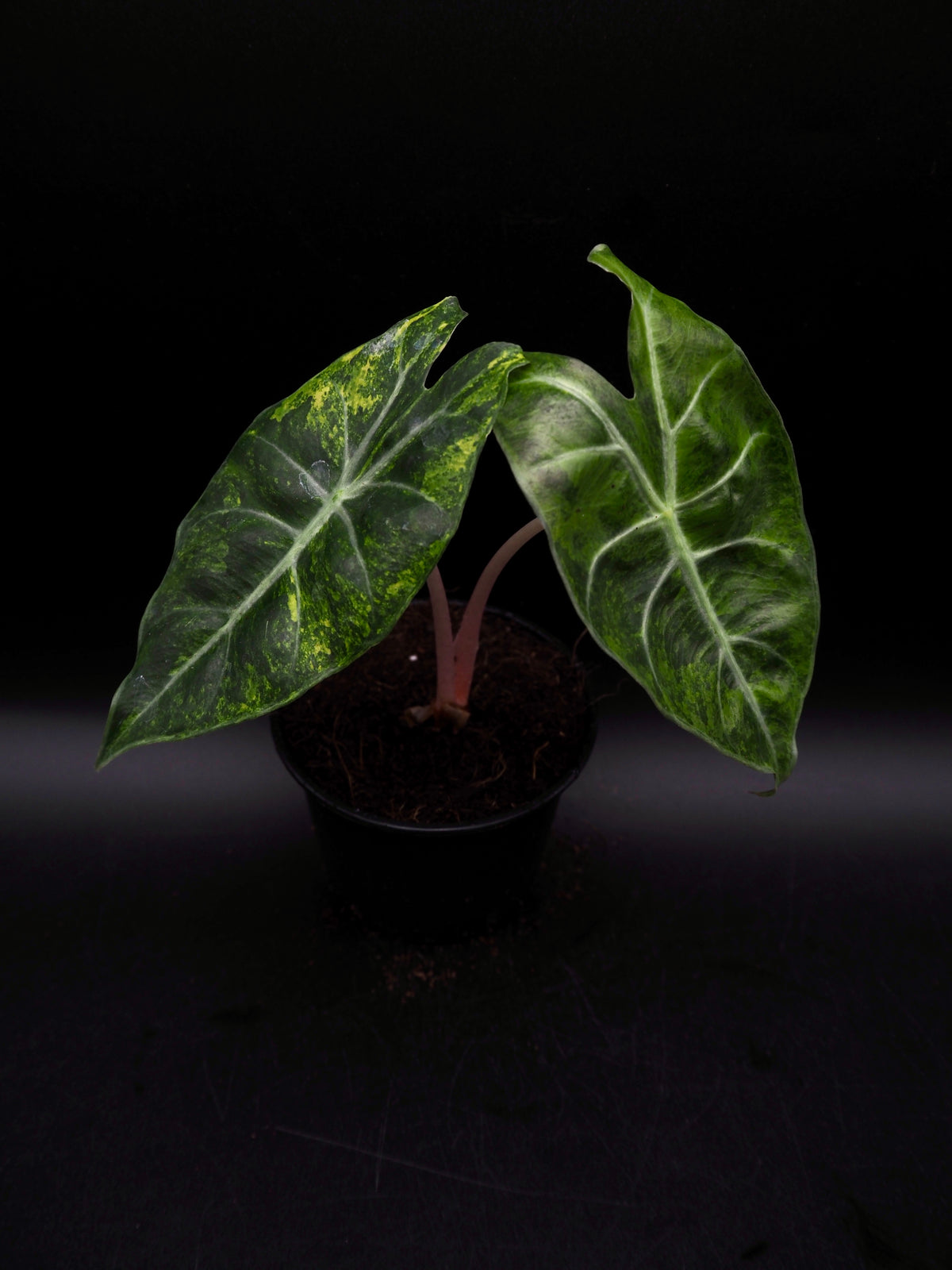 Alocasia Nairobi Nights Aurea Variegata