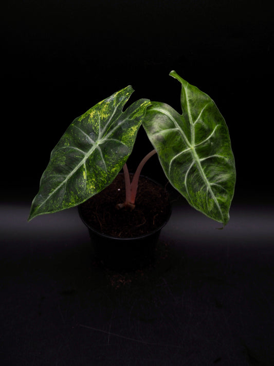 Alocasia Nairobi Nights Aurea Variegata
