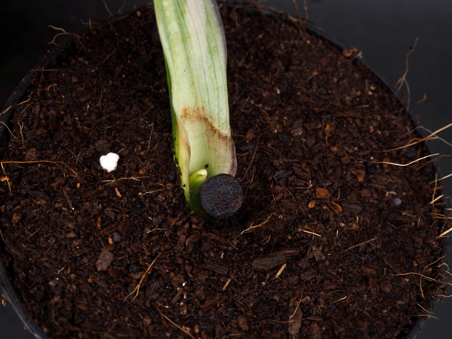 Philodendron Melanochrysum Bonfire