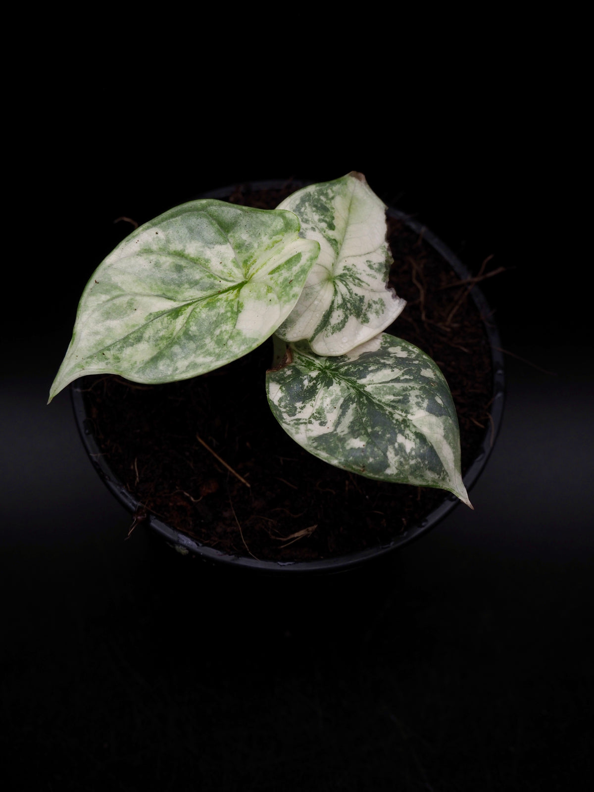 Alocasia Silver Dragon Albo