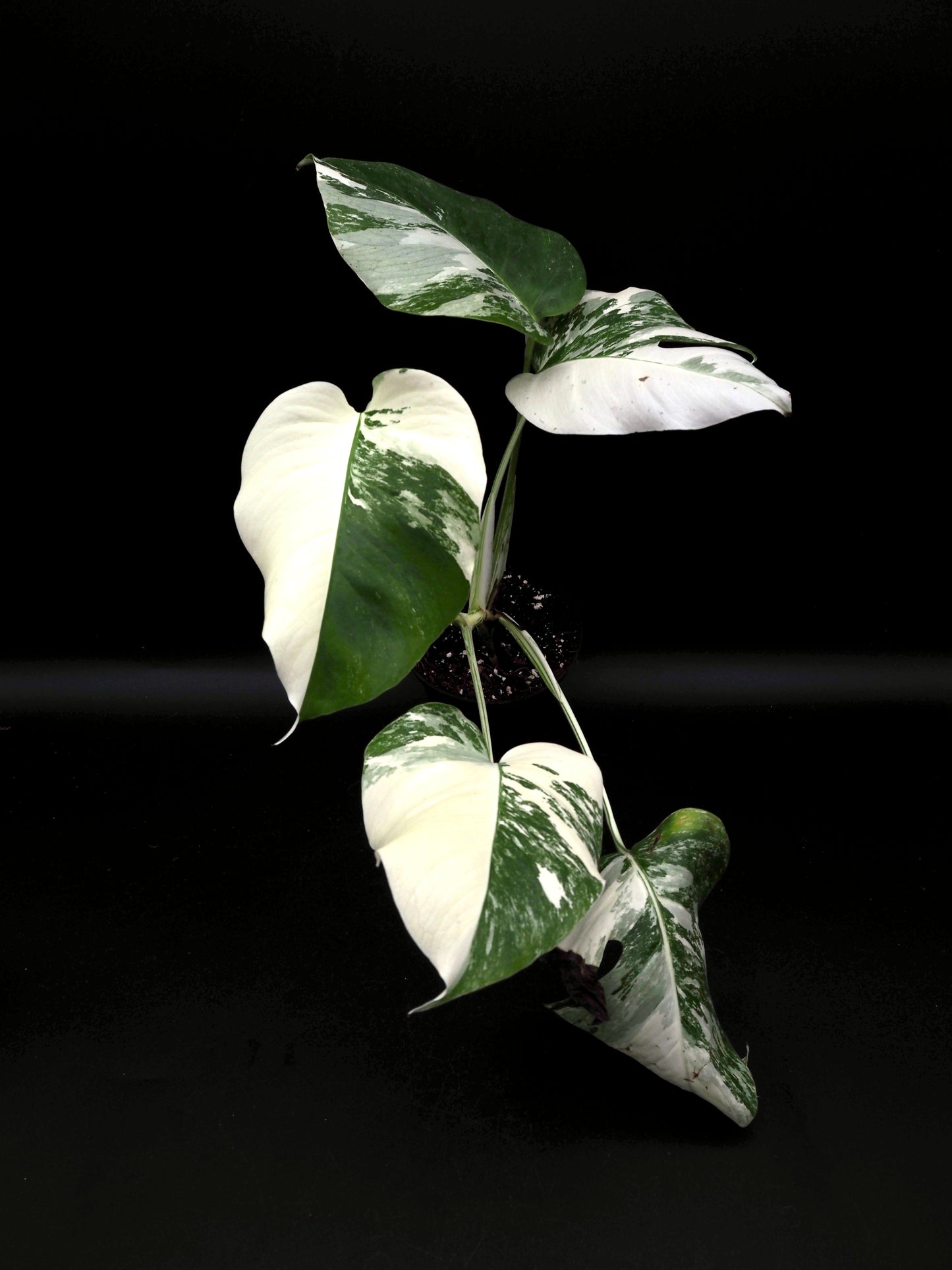 Monstera Borsigiana Albo Variegata
